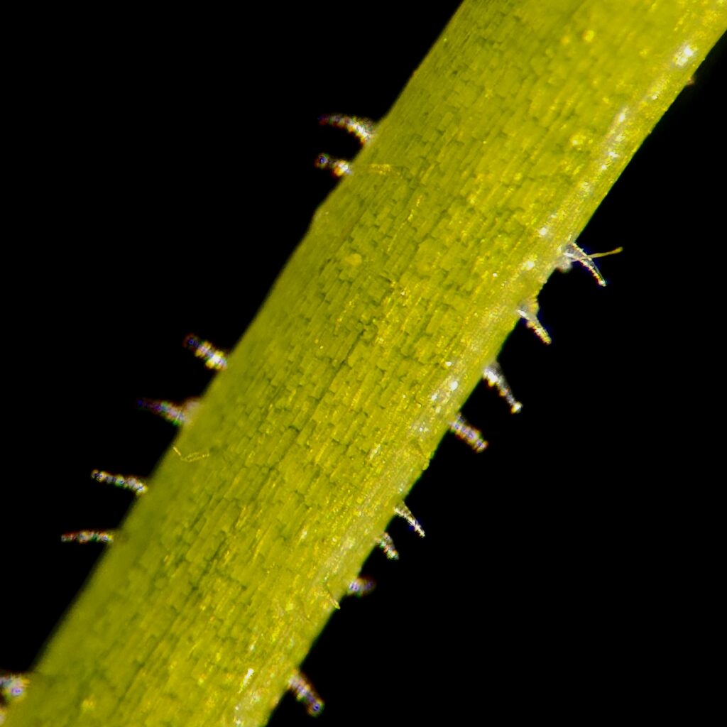 Stellaria holostea